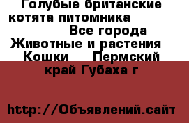 Голубые британские котята питомника Silvery Snow. - Все города Животные и растения » Кошки   . Пермский край,Губаха г.